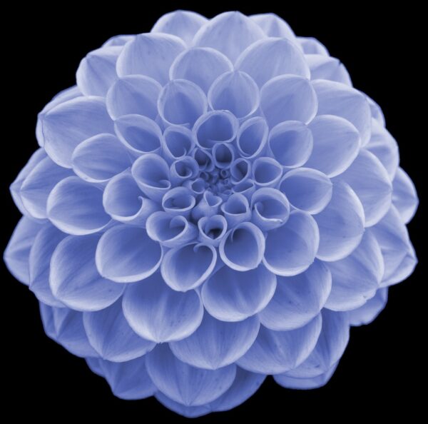 Dahlia - Afbeelding 3