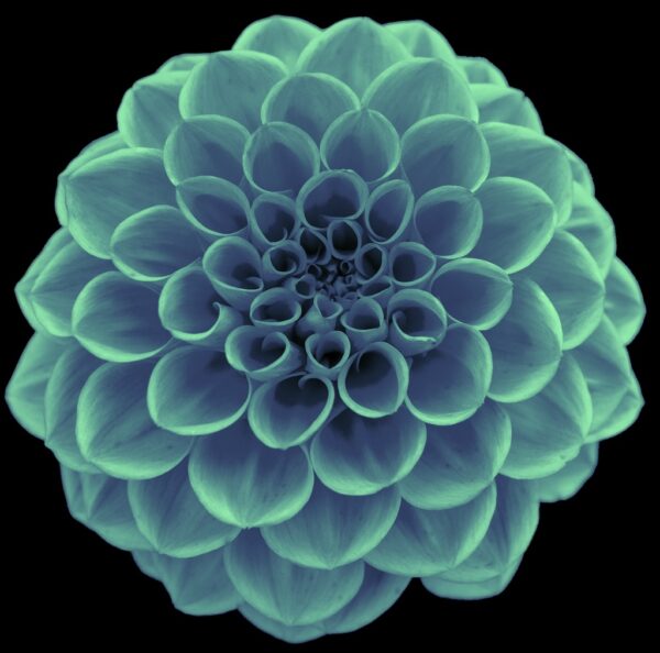 Dahlia - Afbeelding 4