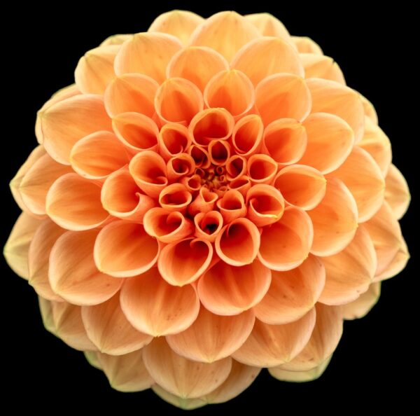 Dahlia - Afbeelding 5