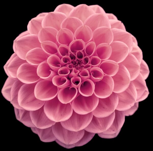 Dahlia - Afbeelding 2