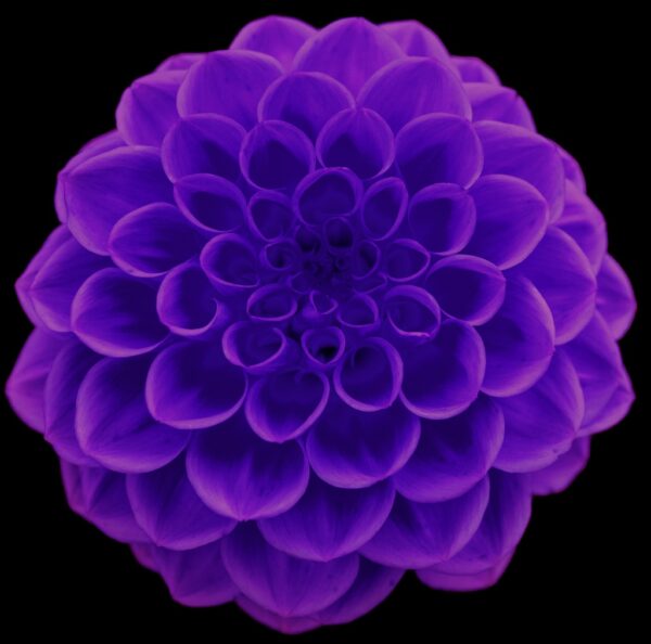 Dahlia - Afbeelding 6