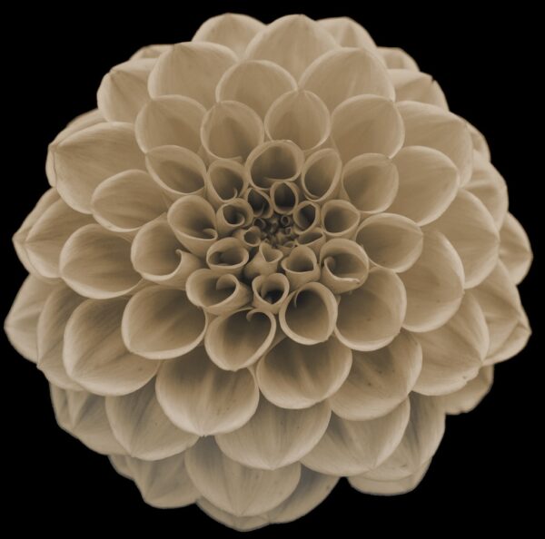 Dahlia - Afbeelding 7